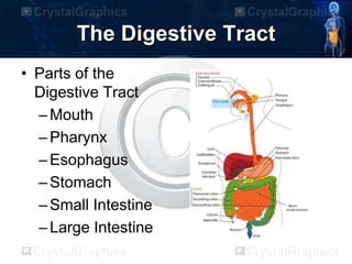 The Digestive Tract
• Parts of the
Digestive Tract
–Mouth
–Pharynx
–Esophagus
–Stomach
–Small Intestine
–Large Intestine
 