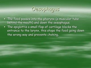 Oesophagus
 The food passes into the pharynx (a muscular tube
behind the mouth) and down the oesophagus.
 The epiglottis a small flap of cartilage blocks the
entrance to the larynx, this stops the food going down
the wrong way and prevents choking.
 