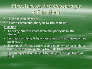Structure of the Oesophagus
& Functions
 It is a muscular tube.
 It leads from the pharynx to the stomach.
Function
 To carry chewed food from the pharynx to the
stomach.
 Food moves along it by a muscular contraction known as
peristalsis.
 The muscle fibres contract and relax which acts like a
wave on the tube, pushing the bolus forward.
 It’s lining secretes mucus to lubricate the passage of
food.
 