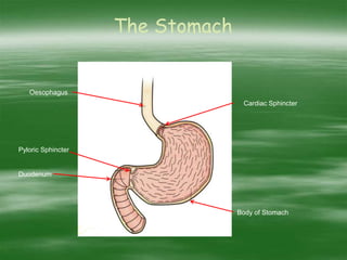 The Stomach
Oesophagus
Pyloric Sphincter
Duodenum
Body of Stomach
Cardiac Sphincter
 