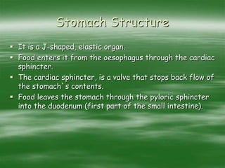 Stomach Structure
 It is a J-shaped, elastic organ.
 Food enters it from the oesophagus through the cardiac
sphincter.
 The cardiac sphincter, is a valve that stops back flow of
the stomach`s contents.
 Food leaves the stomach through the pyloric sphincter
into the duodenum (first part of the small intestine).
 