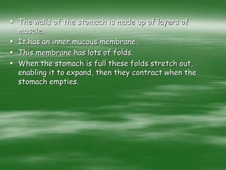  The walls of the stomach is made up of layers of
muscle.
 It has an inner mucous membrane.
 This membrane has lots of folds.
 When the stomach is full these folds stretch out,
enabling it to expand, then they contract when the
stomach empties.
 