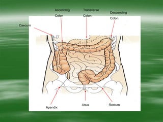Caecum
Transverse
Colon
Descending
Colon
Ascending
Colon
RectumAnus
Apendix
 