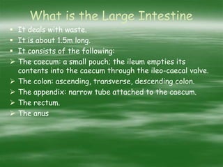 What is the Large Intestine
 It deals with waste.
 It is about 1.5m long.
 It consists of the following:
 The caecum: a small pouch; the ileum empties its
contents into the caecum through the ileo-caecal valve.
 The colon: ascending, transverse, descending colon.
 The appendix: narrow tube attached to the caecum.
 The rectum.
 The anus
 