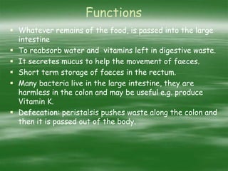 Functions
 Whatever remains of the food, is passed into the large
intestine
 To reabsorb water and vitamins left in digestive waste.
 It secretes mucus to help the movement of faeces.
 Short term storage of faeces in the rectum.
 Many bacteria live in the large intestine, they are
harmless in the colon and may be useful e.g. produce
Vitamin K.
 Defecation: peristalsis pushes waste along the colon and
then it is passed out of the body.
 