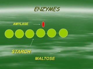 ENZYMES
STARCH
AMYLASE
MALTOSE
 