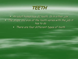 TEETH
 An adult human has 32 teeth, 16 in either jaw
 The shape and size of the tooth varies with the job it
has to do
 There are four different types of tooth
 