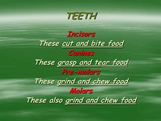 TEETH
Incisors
These cut and bite food
Canines
These grasp and tear food
Pre-molars
These grind and chew food
Molars
These also grind and chew food
 