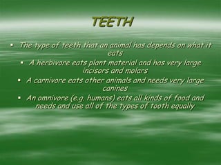 TEETH
 The type of teeth that an animal has depends on what it
eats
 A herbivore eats plant material and has very large
incisors and molars
 A carnivore eats other animals and needs very large
canines
 An omnivore (e.g. humans) eats all kinds of food and
needs and use all of the types of tooth equally
 