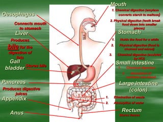 Mouth
1. Chemical digestion (amylase
converts starch to maltose)
2. Physical digestion (teeth break
food down into smaller
pieces)
Oesophagus
Connects mouth
to stomach
StomachLiver
Produces
bile for the
digestion of
fats
Gall
bladder
Stores bile
1. Holds the food for a while
2. Physical digestion (food is
churned and mixed)
3. Chemical digestion (assisted
by HCl)
Pancreas
Produces digestive
juices
Small intestine
1. Chemical digestion
2. Absorption of
nutrients into blood
Appendix
Large intestine
(colon)
1. Elimination of waste
2. Absorption of water
Rectum
Stores faeces
Anus
 