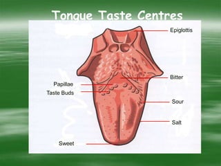 Tongue Taste Centres
Epiglottis
Bitter
Sour
Salt
Sweet
Taste Buds
Papillae
 