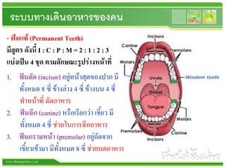 ระบบย่อยอาหาร (Digestive System) | Ppt
