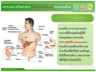 ระบบย่อยอาหาร (Digestive System) | Ppt