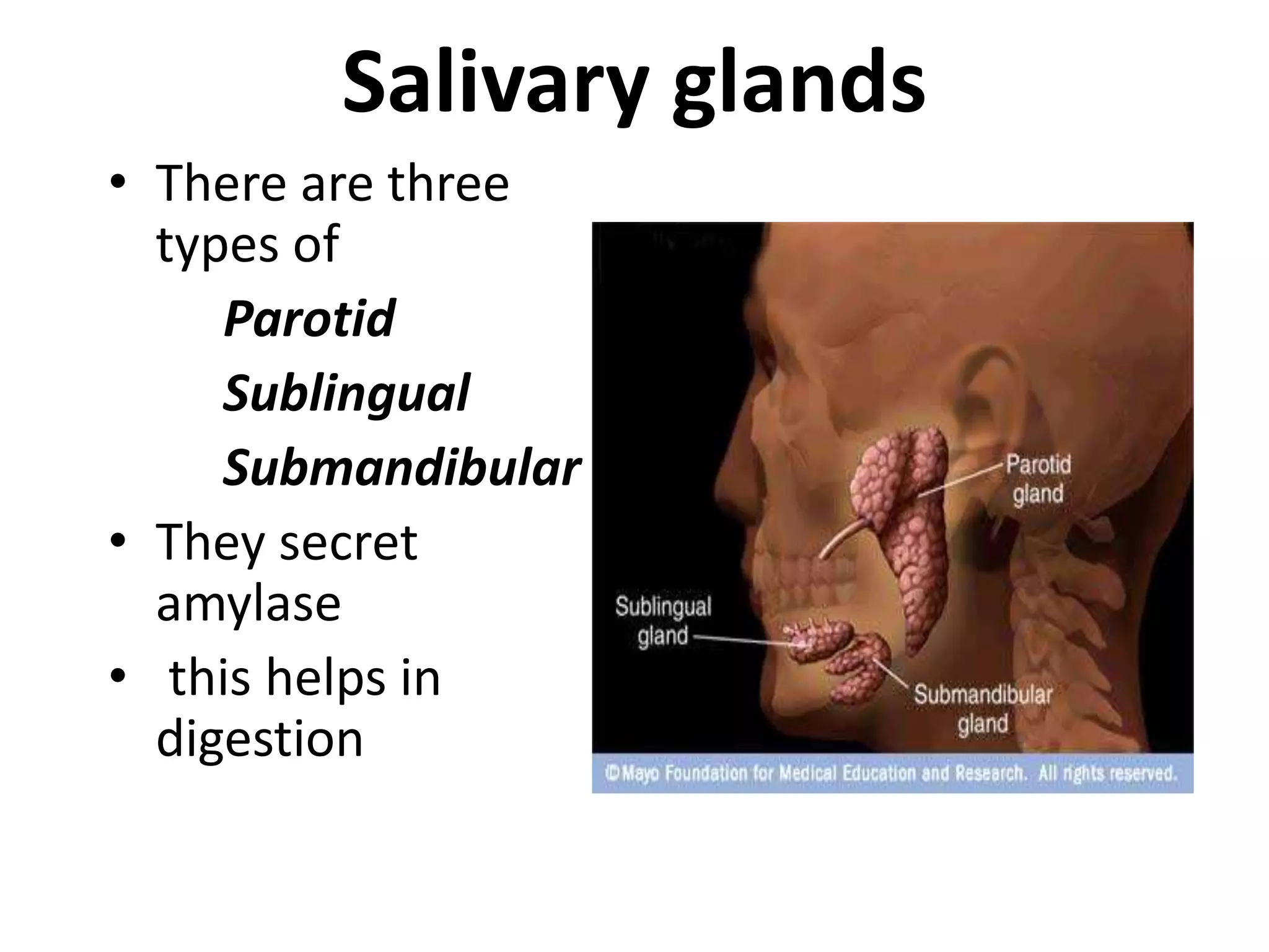 Salivary glands
• There are three
types of
Parotid
Sublingual
Submandibular
• They secret
amylase
• this helps in
digestion
 