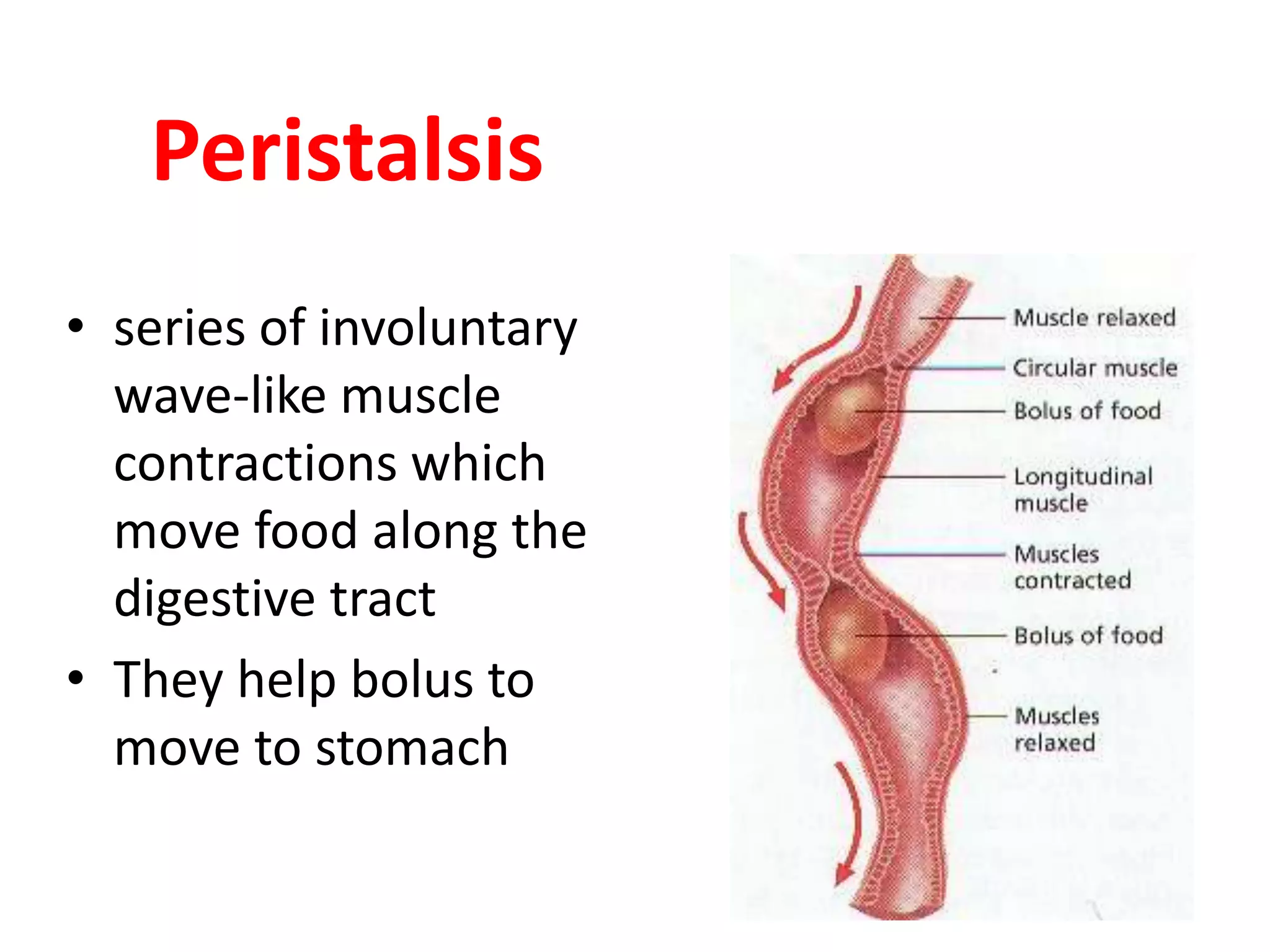 • series of involuntary
wave-like muscle
contractions which
move food along the
digestive tract
• They help bolus to
move to stomach
Peristalsis
 