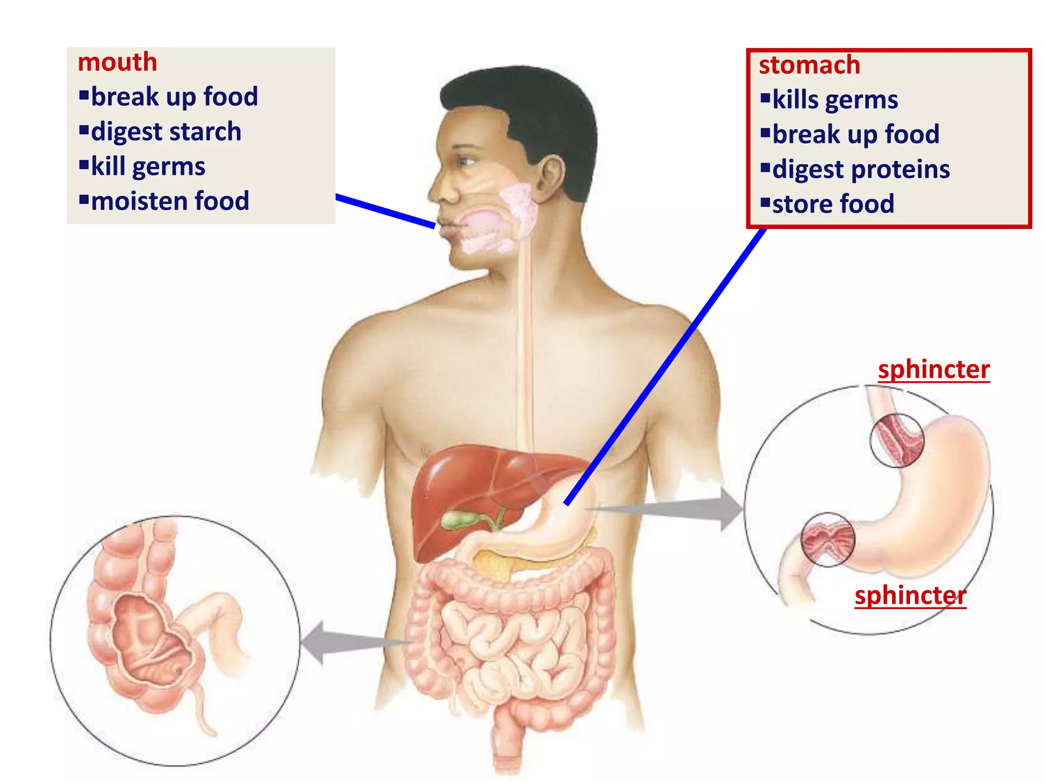 stomach
kills germs
break up food
digest proteins
store food
sphincter
sphincter
mouth
break up food
digest starch
kill germs
moisten food
 