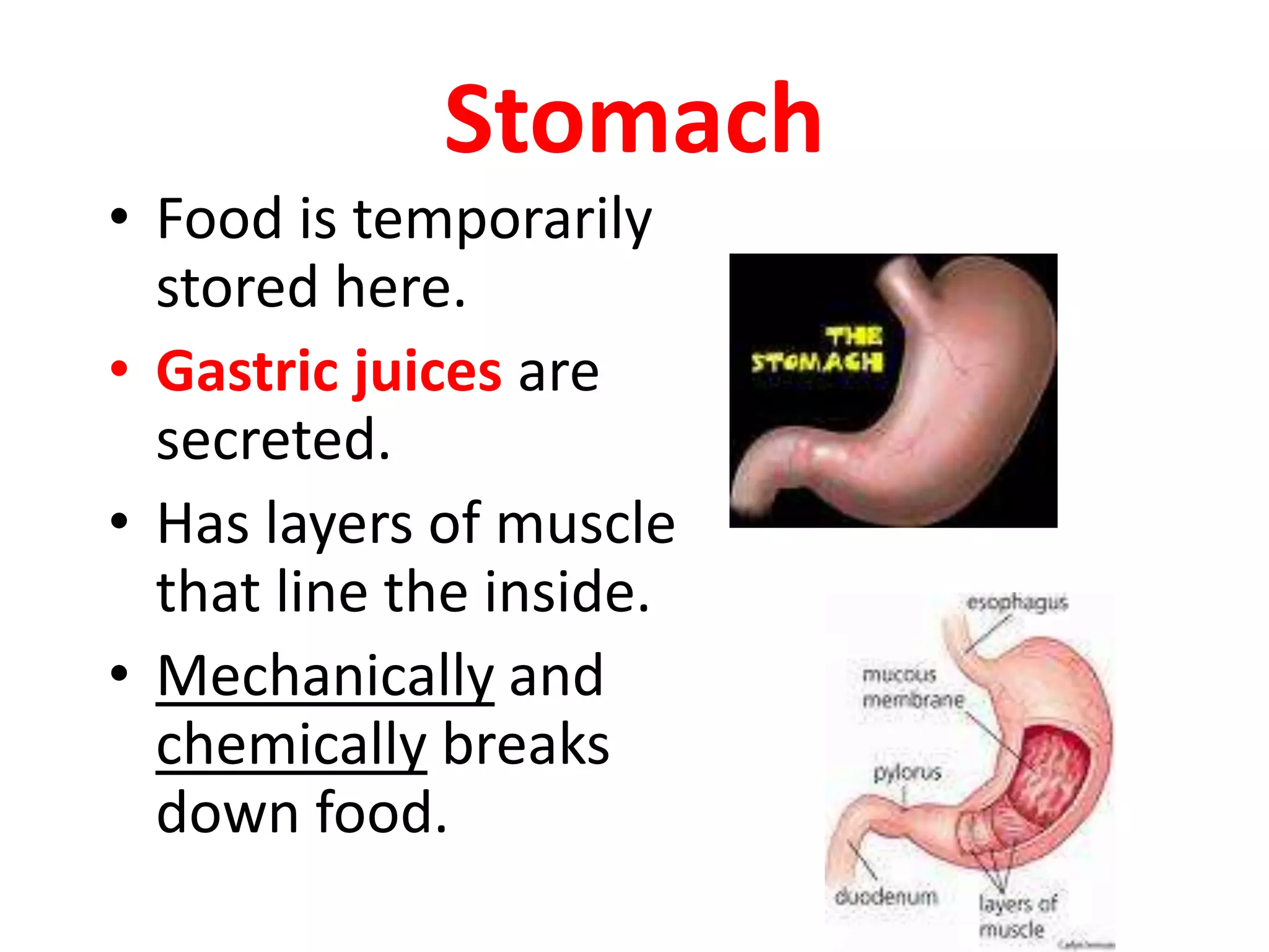 Stomach
• Food is temporarily
stored here.
• Gastric juices are
secreted.
• Has layers of muscle
that line the inside.
• Mechanically and
chemically breaks
down food.
 