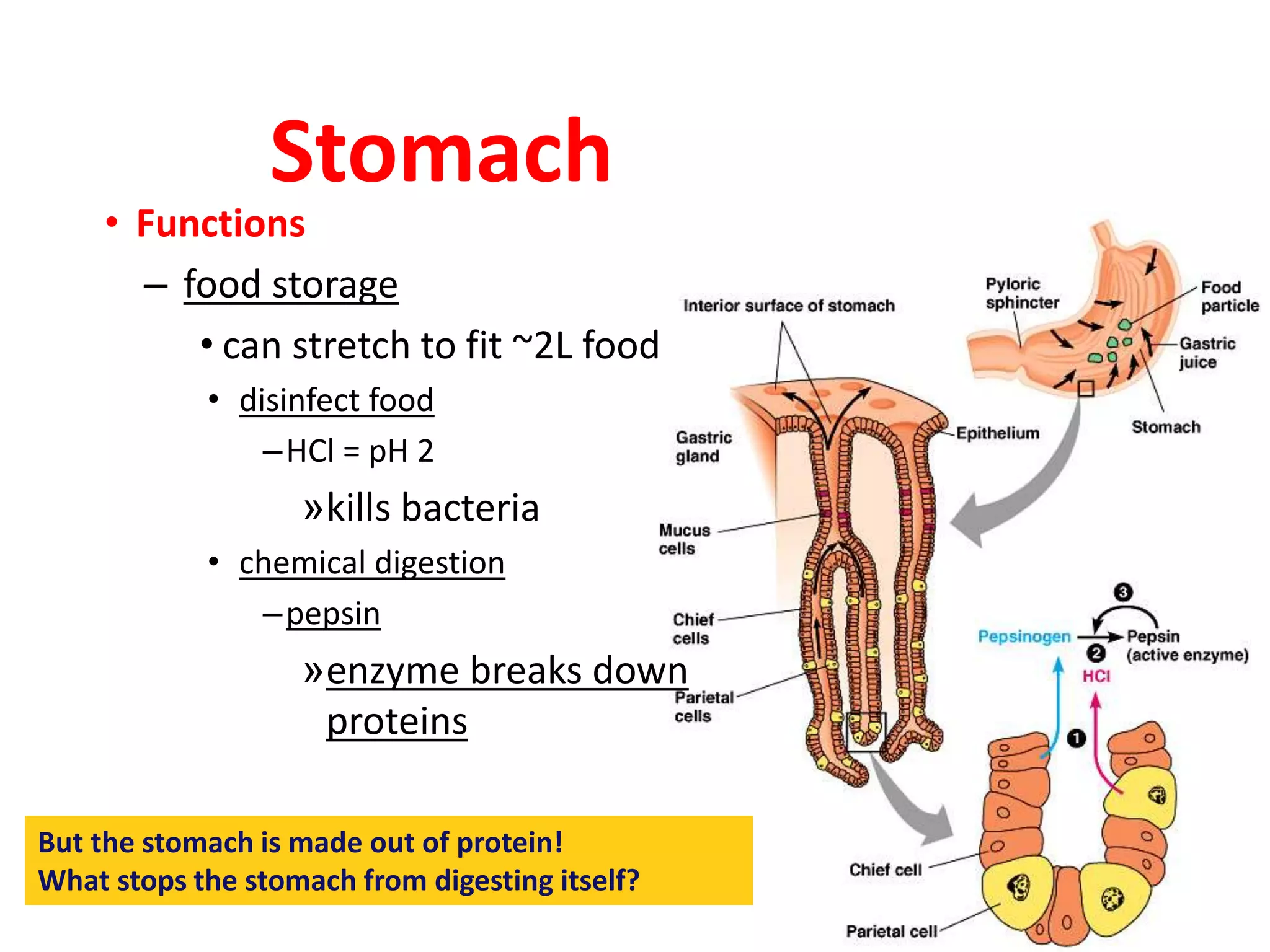 Stomach
• Functions
– food storage
• can stretch to fit ~2L food
• disinfect food
–HCl = pH 2
»kills bacteria
• chemical digestion
–pepsin
»enzyme breaks down
proteins
But the stomach is made out of protein!
What stops the stomach from digesting itself?
 