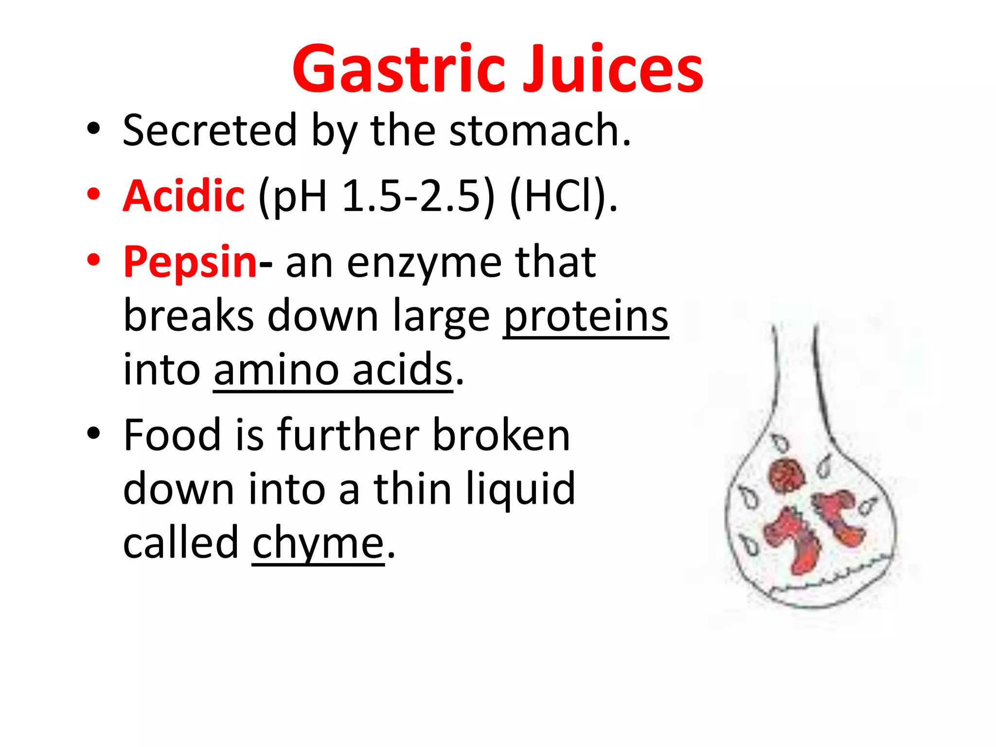 Gastric Juices
• Secreted by the stomach.
• Acidic (pH 1.5-2.5) (HCl).
• Pepsin- an enzyme that
breaks down large proteins
into amino acids.
• Food is further broken
down into a thin liquid
called chyme.
 
