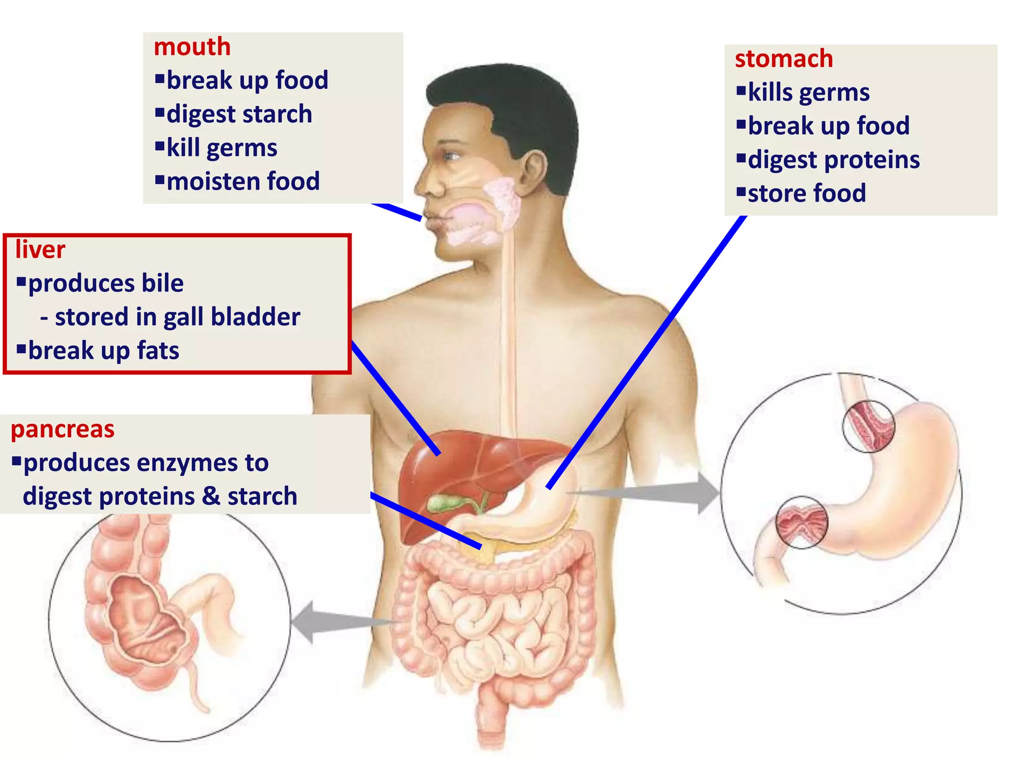 pancreas
produces enzymes to
digest proteins & starch
stomach
kills germs
break up food
digest proteins
store food
mouth
break up food
digest starch
kill germs
moisten food
liver
produces bile
- stored in gall bladder
break up fats
 