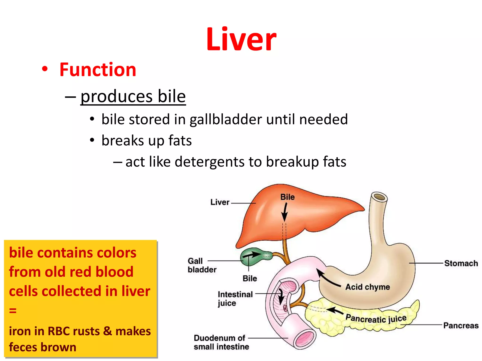 Liver
• Function
– produces bile
• bile stored in gallbladder until needed
• breaks up fats
– act like detergents to breakup fats
bile contains colors
from old red blood
cells collected in liver
=
iron in RBC rusts & makes
feces brown
 