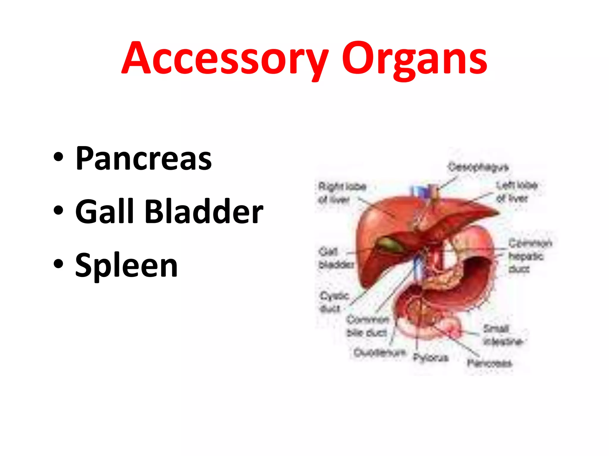 Accessory Organs
• Pancreas
• Gall Bladder
• Spleen
 