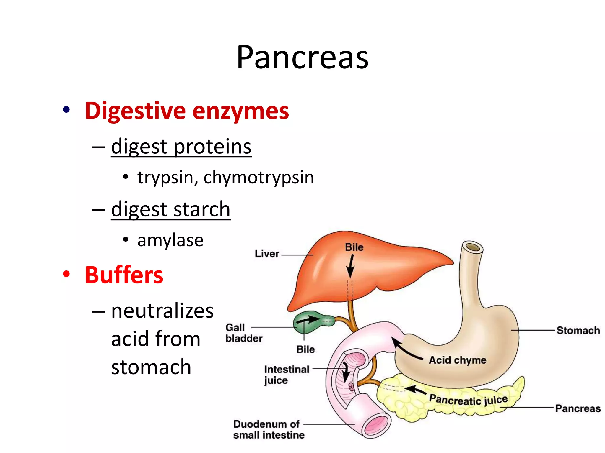 Pancreas
• Digestive enzymes
– digest proteins
• trypsin, chymotrypsin
– digest starch
• amylase
• Buffers
– neutralizes
acid from
stomach
 