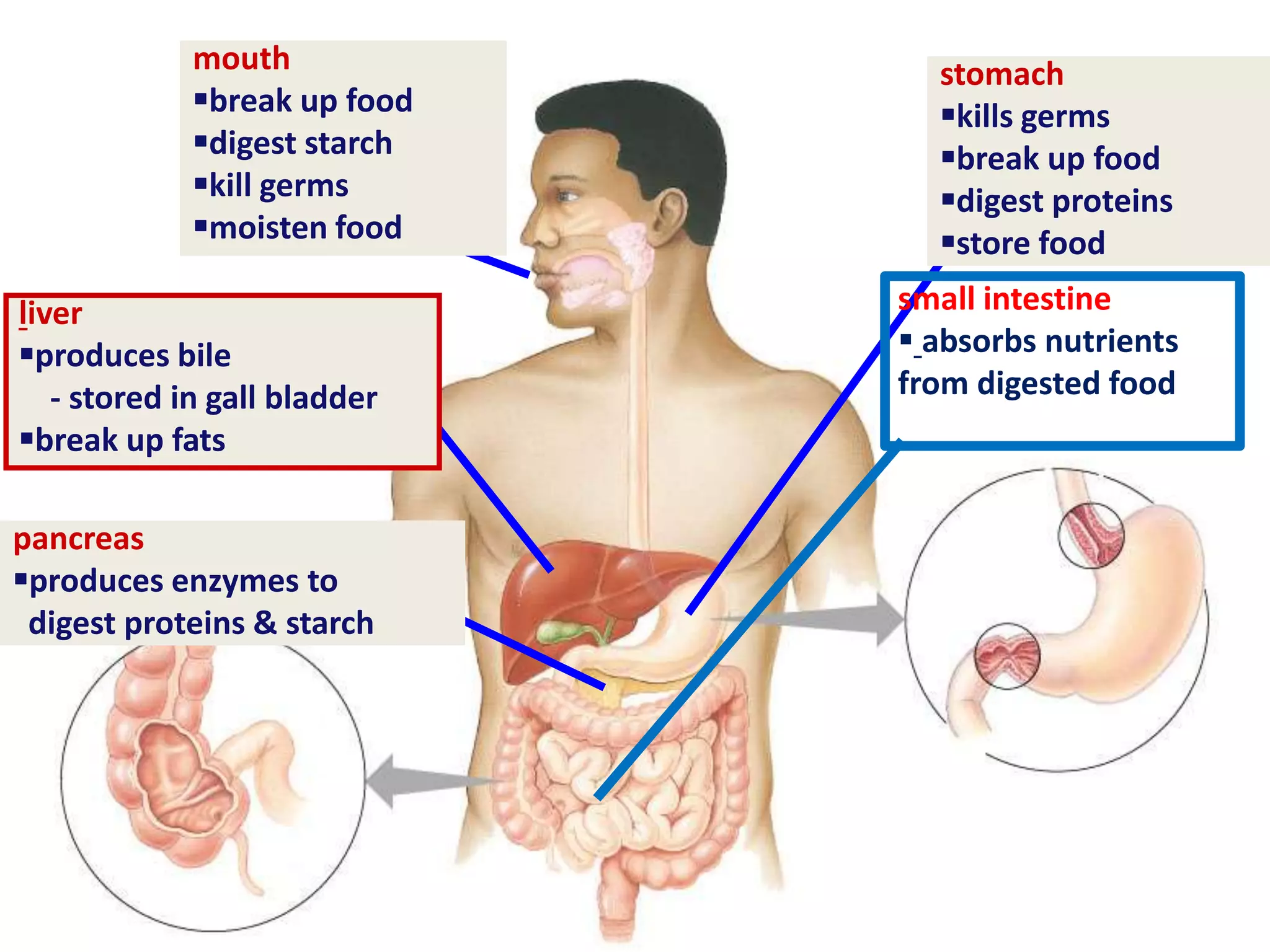pancreas
produces enzymes to
digest proteins & starch
stomach
kills germs
break up food
digest proteins
store food
mouth
break up food
digest starch
kill germs
moisten food
liver
produces bile
- stored in gall bladder
break up fats
small intestine
 absorbs nutrients
from digested food
 