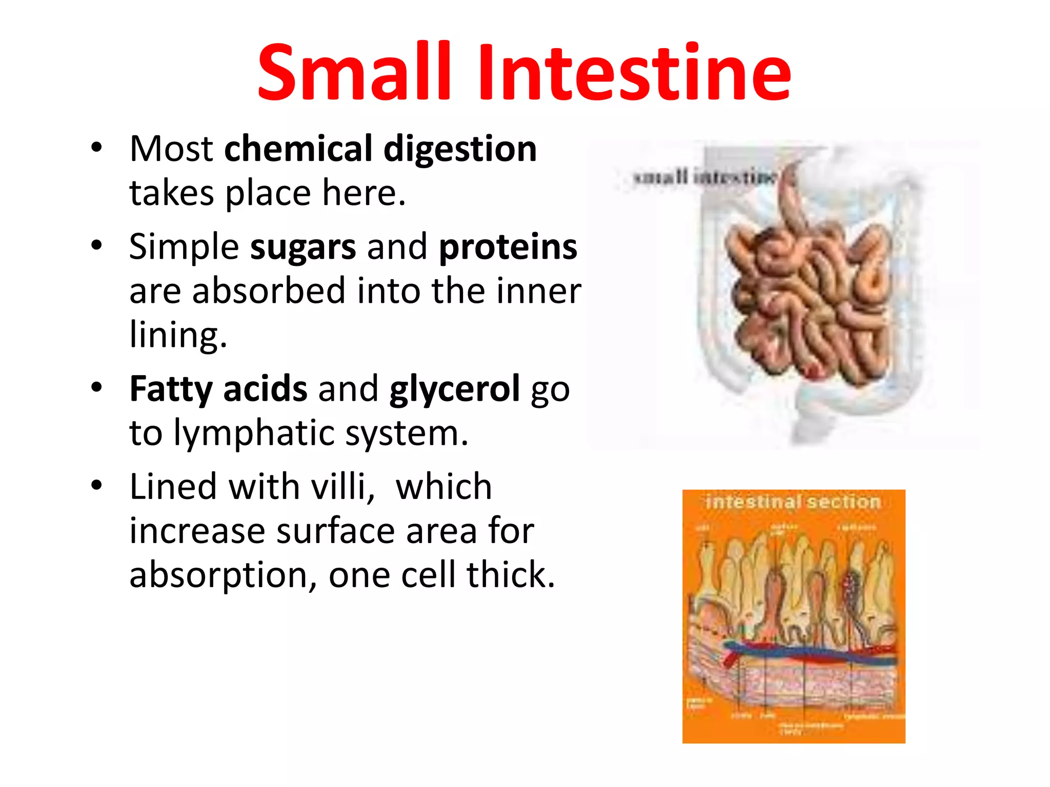 Small Intestine
• Most chemical digestion
takes place here.
• Simple sugars and proteins
are absorbed into the inner
lining.
• Fatty acids and glycerol go
to lymphatic system.
• Lined with villi, which
increase surface area for
absorption, one cell thick.
 