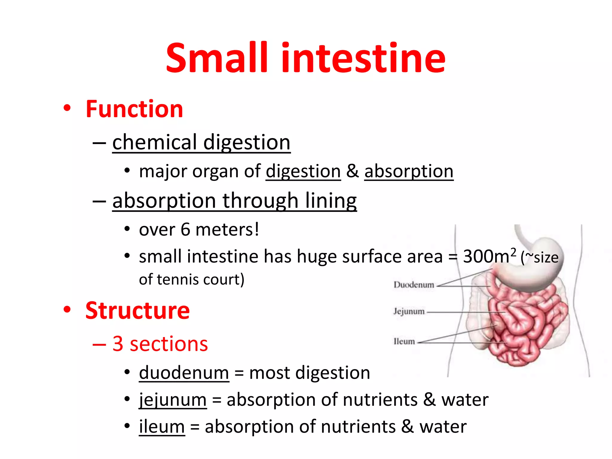 Small intestine
• Function
– chemical digestion
• major organ of digestion & absorption
– absorption through lining
• over 6 meters!
• small intestine has huge surface area = 300m2 (~size
of tennis court)
• Structure
– 3 sections
• duodenum = most digestion
• jejunum = absorption of nutrients & water
• ileum = absorption of nutrients & water
 