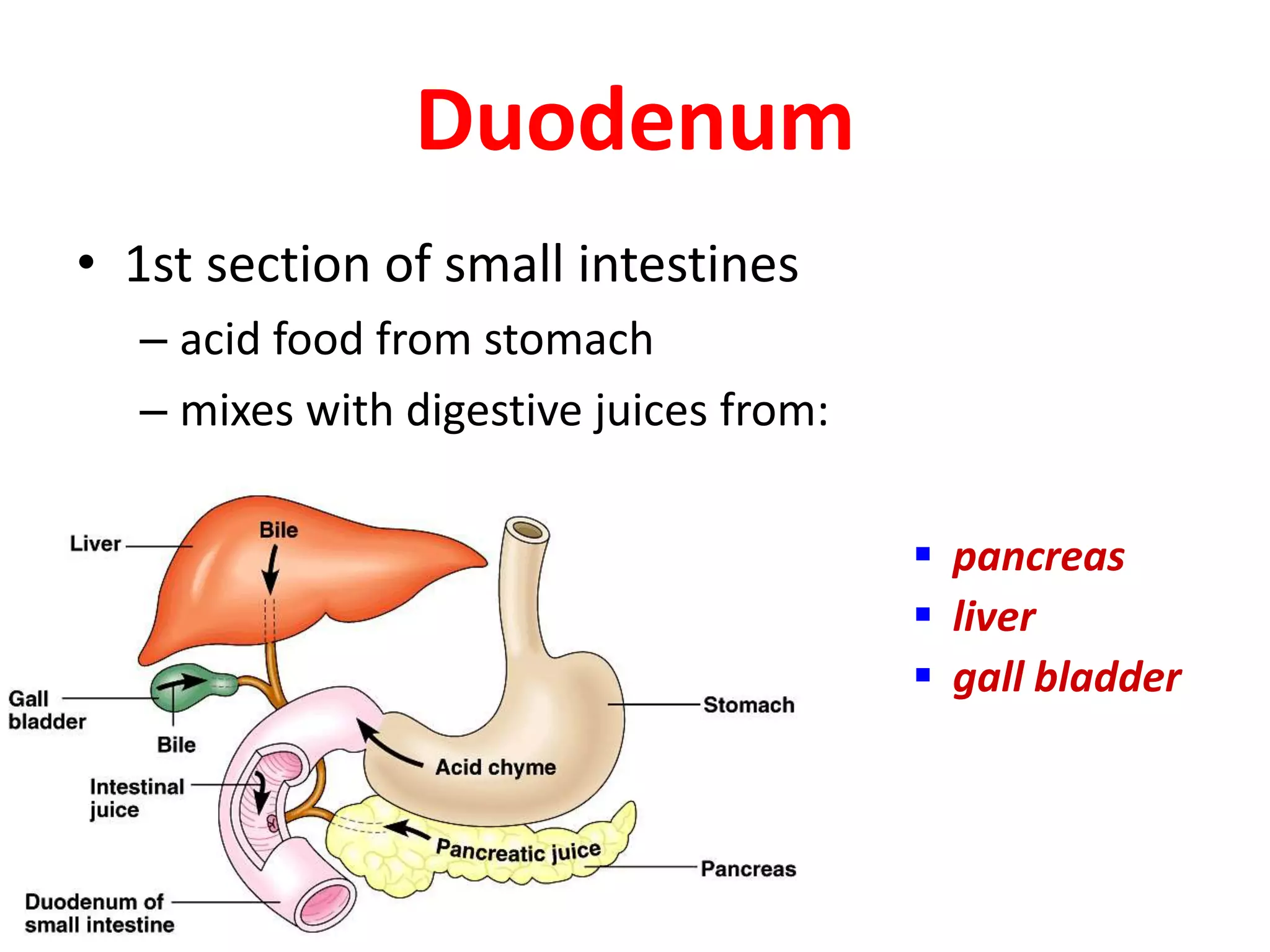 Duodenum
• 1st section of small intestines
– acid food from stomach
– mixes with digestive juices from:
 pancreas
 liver
 gall bladder
 