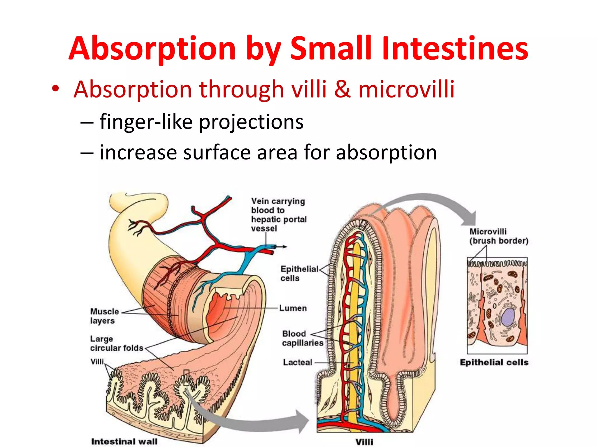 Absorption by Small Intestines
• Absorption through villi & microvilli
– finger-like projections
– increase surface area for absorption
 