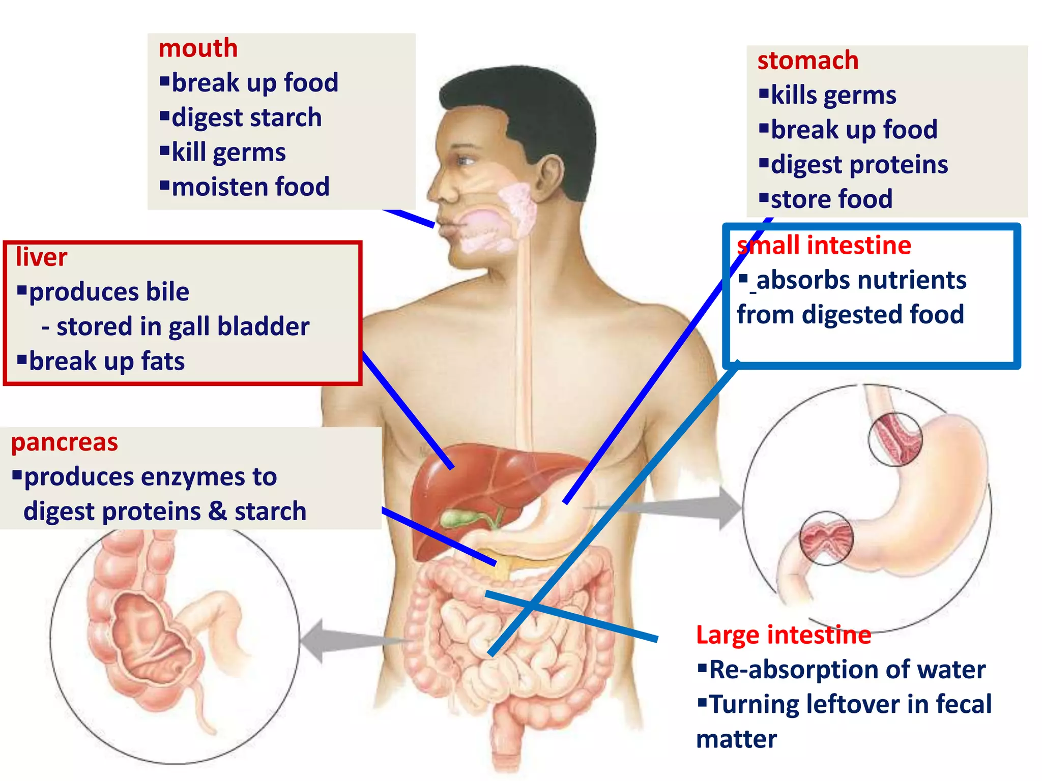 pancreas
produces enzymes to
digest proteins & starch
stomach
kills germs
break up food
digest proteins
store food
mouth
break up food
digest starch
kill germs
moisten food
liver
produces bile
- stored in gall bladder
break up fats
small intestine
 absorbs nutrients
from digested food
Large intestine
Re-absorption of water
Turning leftover in fecal
matter
 