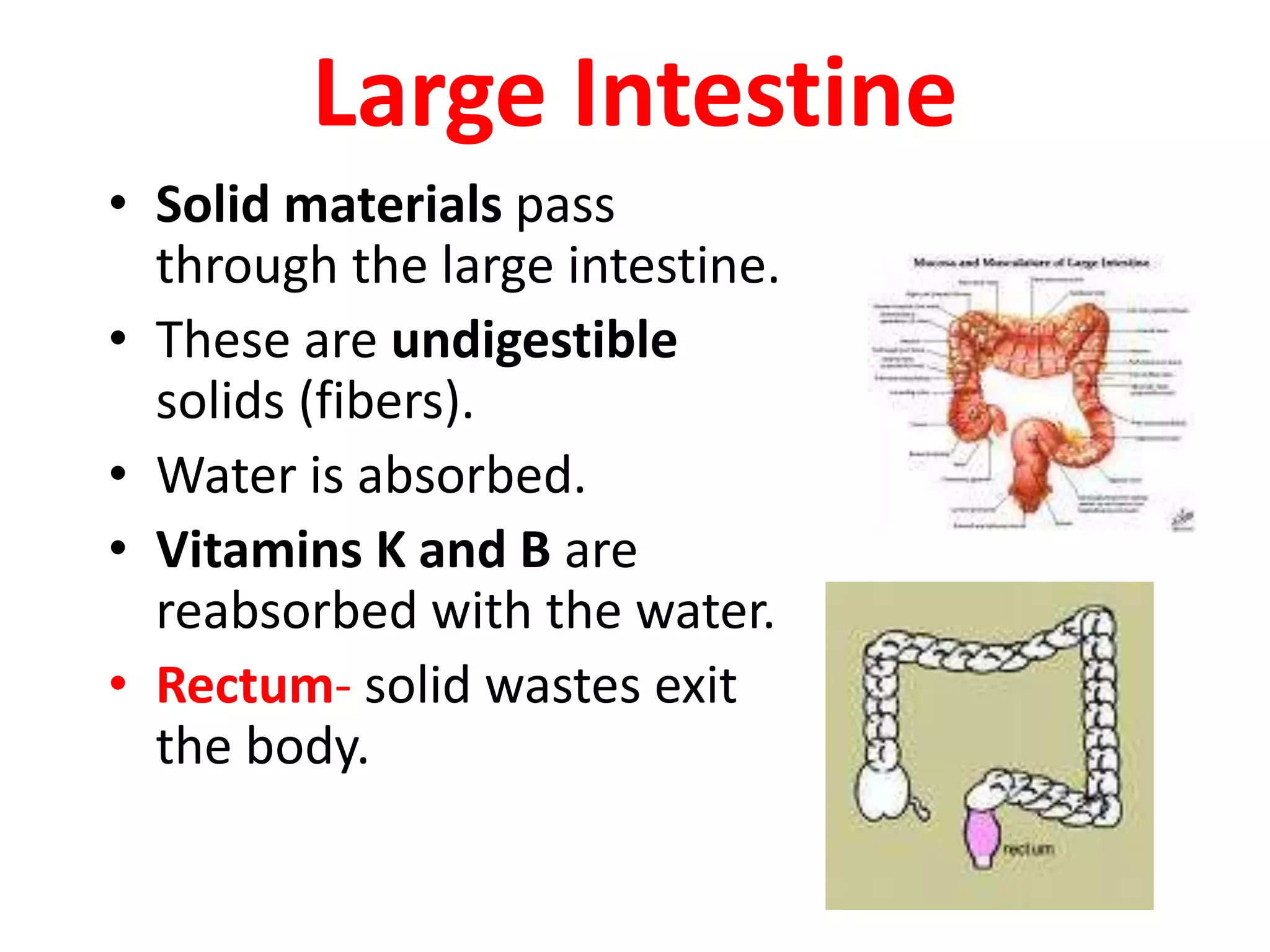 Large Intestine
• Solid materials pass
through the large intestine.
• These are undigestible
solids (fibers).
• Water is absorbed.
• Vitamins K and B are
reabsorbed with the water.
• Rectum- solid wastes exit
the body.
 
