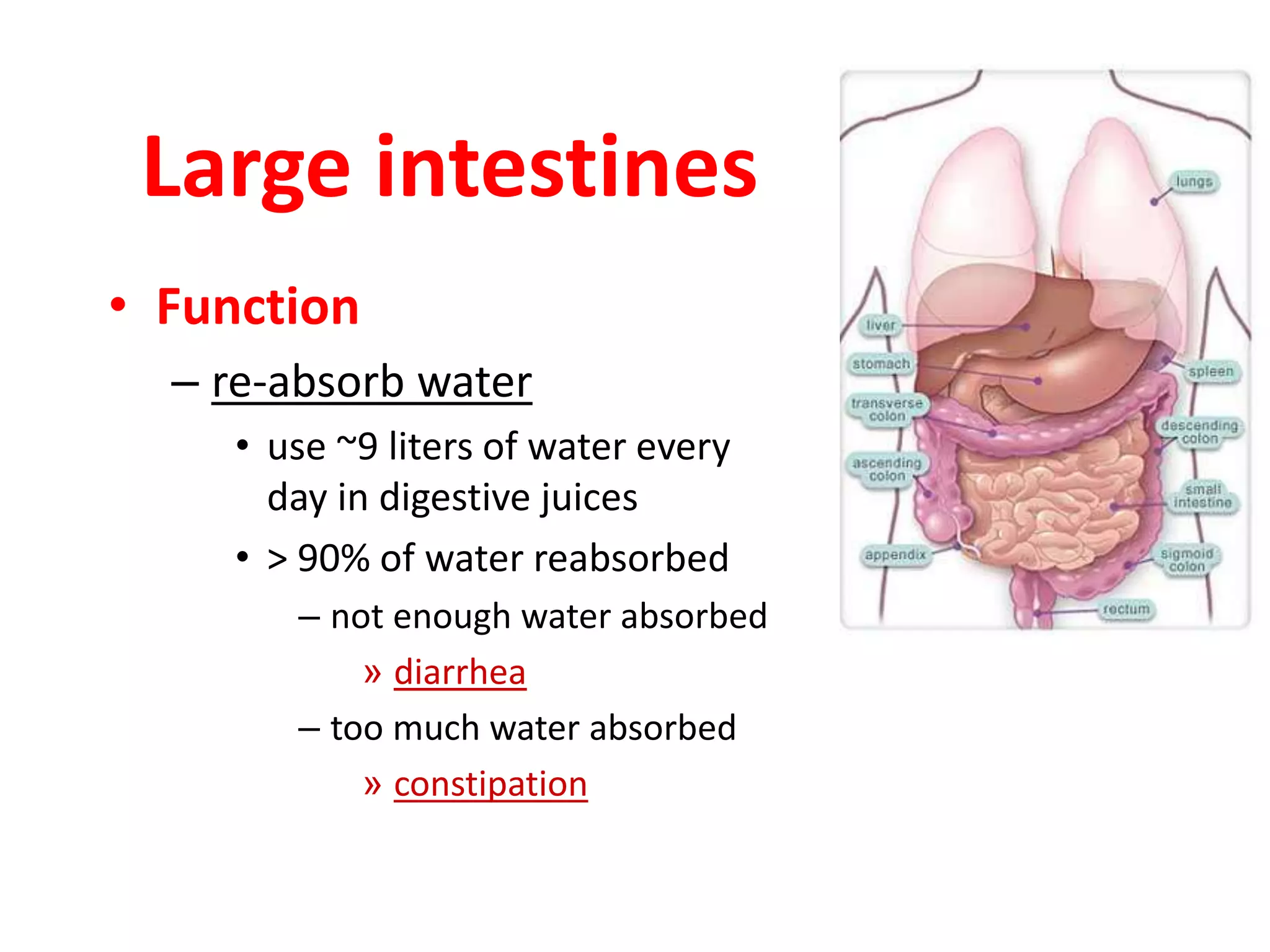 Large intestines
• Function
– re-absorb water
• use ~9 liters of water every
day in digestive juices
• > 90% of water reabsorbed
– not enough water absorbed
» diarrhea
– too much water absorbed
» constipation
 