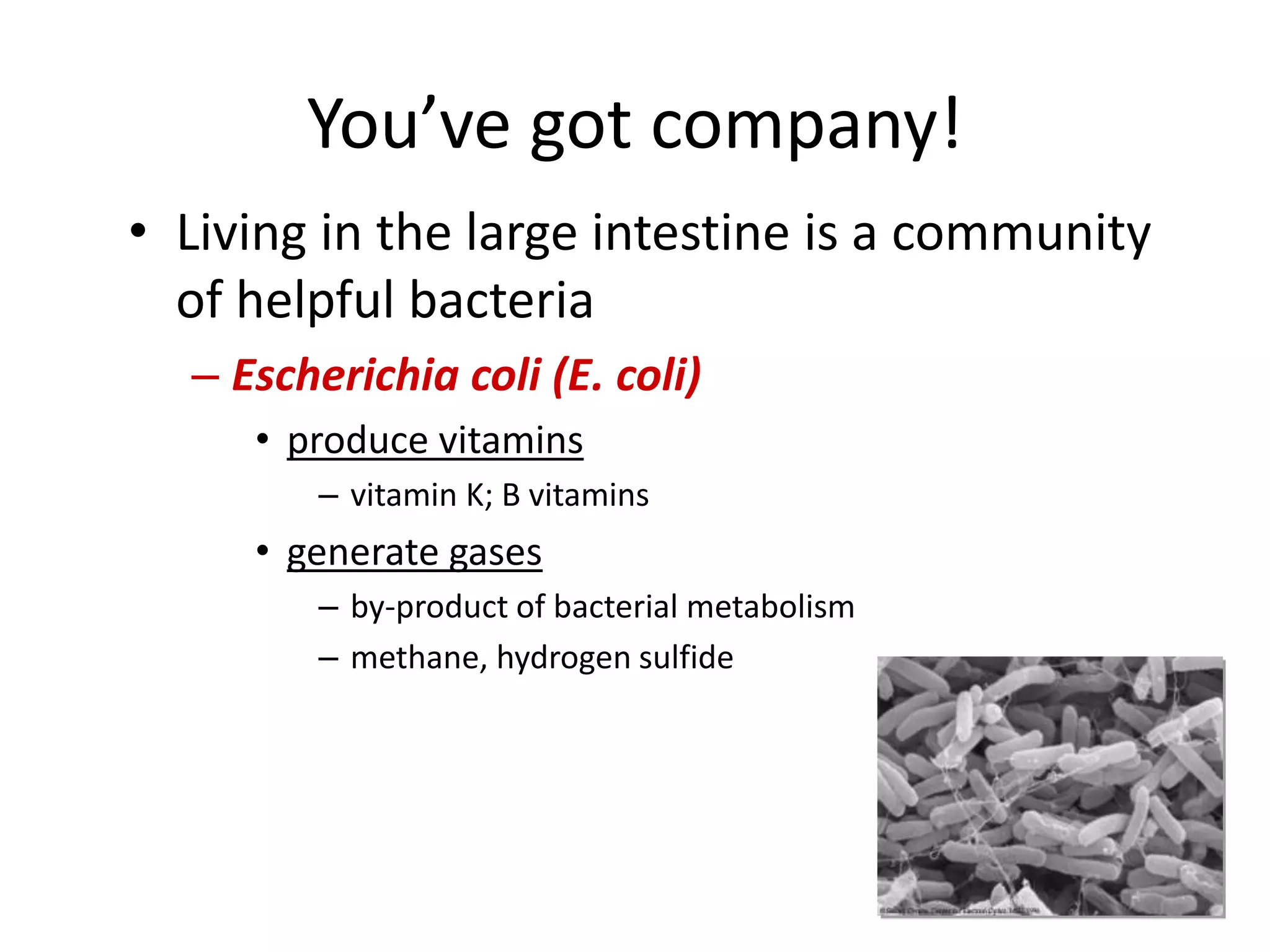 You’ve got company!
• Living in the large intestine is a community
of helpful bacteria
– Escherichia coli (E. coli)
• produce vitamins
– vitamin K; B vitamins
• generate gases
– by-product of bacterial metabolism
– methane, hydrogen sulfide
 