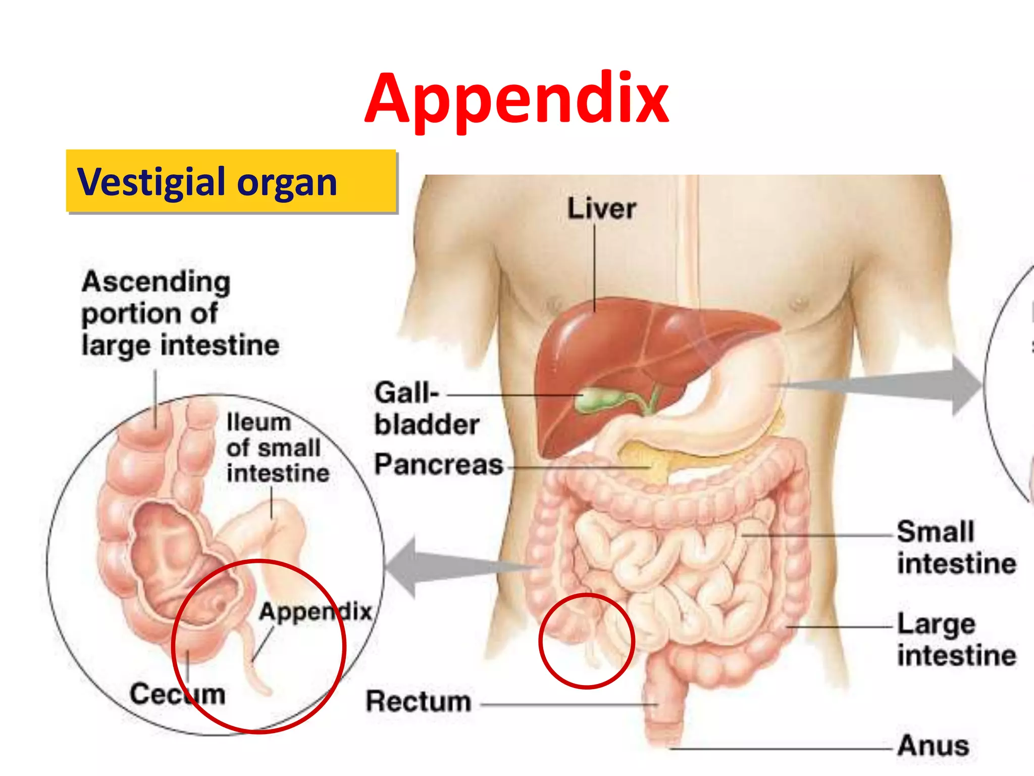 Appendix
Vestigial organ
 