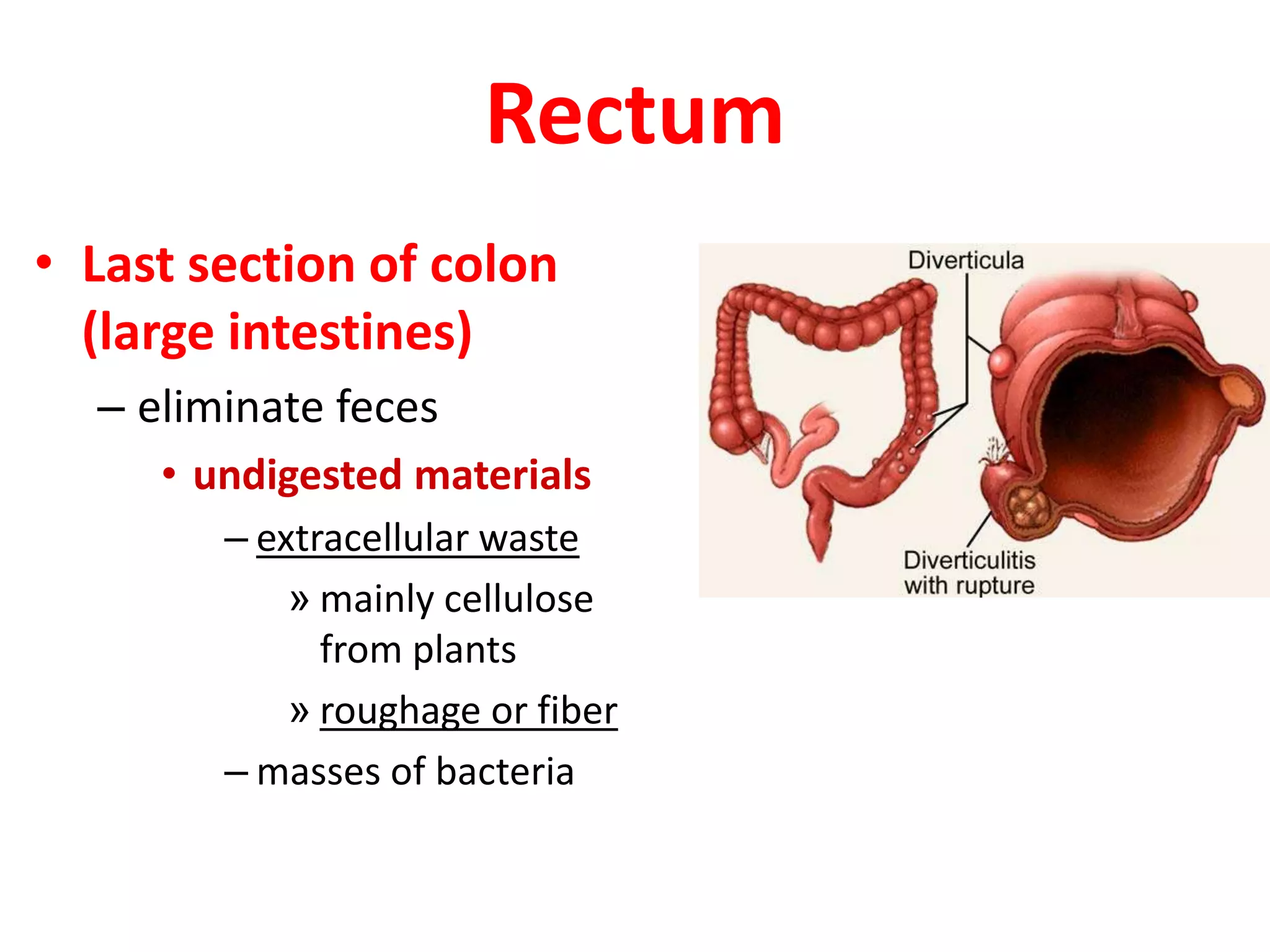 Rectum
• Last section of colon
(large intestines)
– eliminate feces
• undigested materials
– extracellular waste
» mainly cellulose
from plants
» roughage or fiber
– masses of bacteria
 