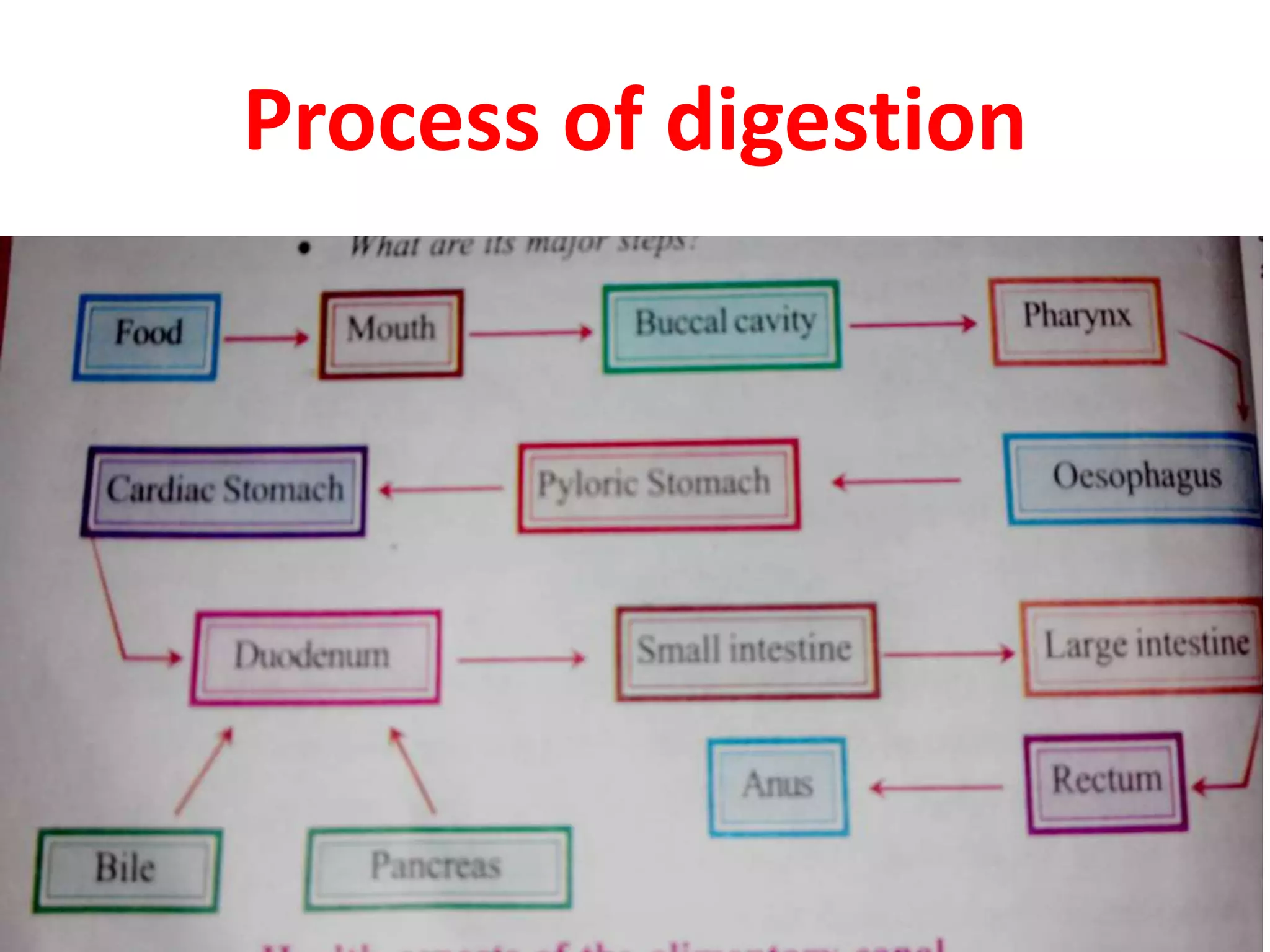 Process of digestion
 