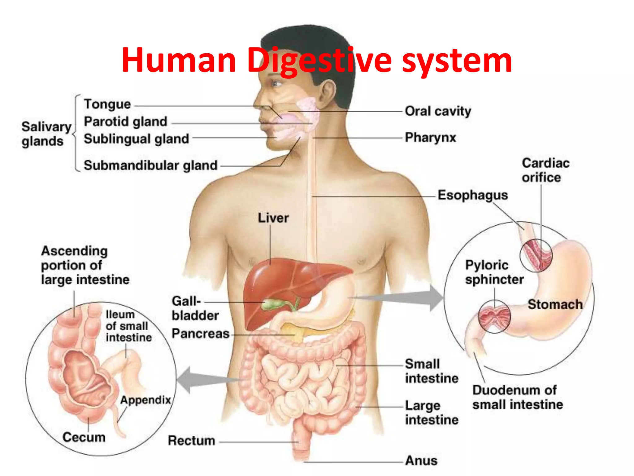 Human Digestive system
 