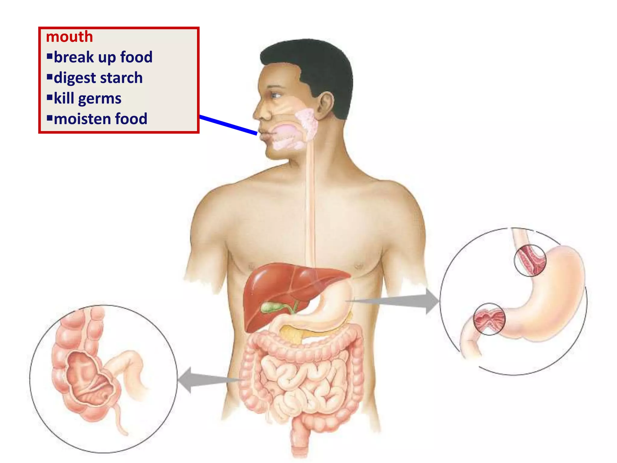 mouth
break up food
digest starch
kill germs
moisten food
 