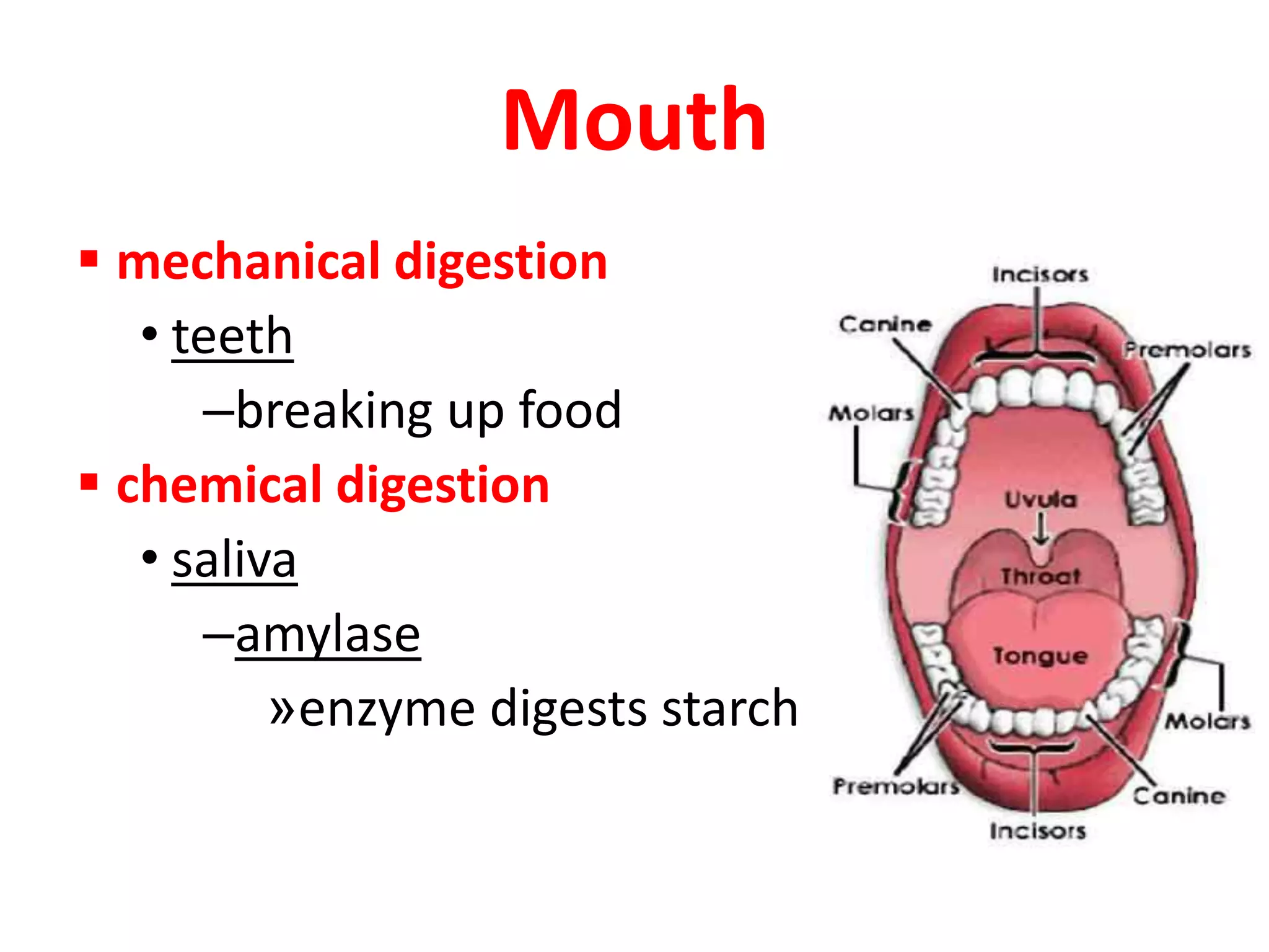 Mouth
 mechanical digestion
• teeth
–breaking up food
 chemical digestion
• saliva
–amylase
»enzyme digests starch
 