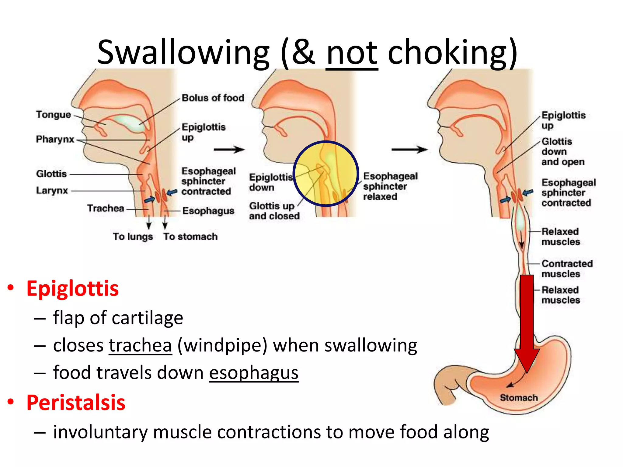 Swallowing (& not choking)
• Epiglottis
– flap of cartilage
– closes trachea (windpipe) when swallowing
– food travels down esophagus
• Peristalsis
– involuntary muscle contractions to move food along
 