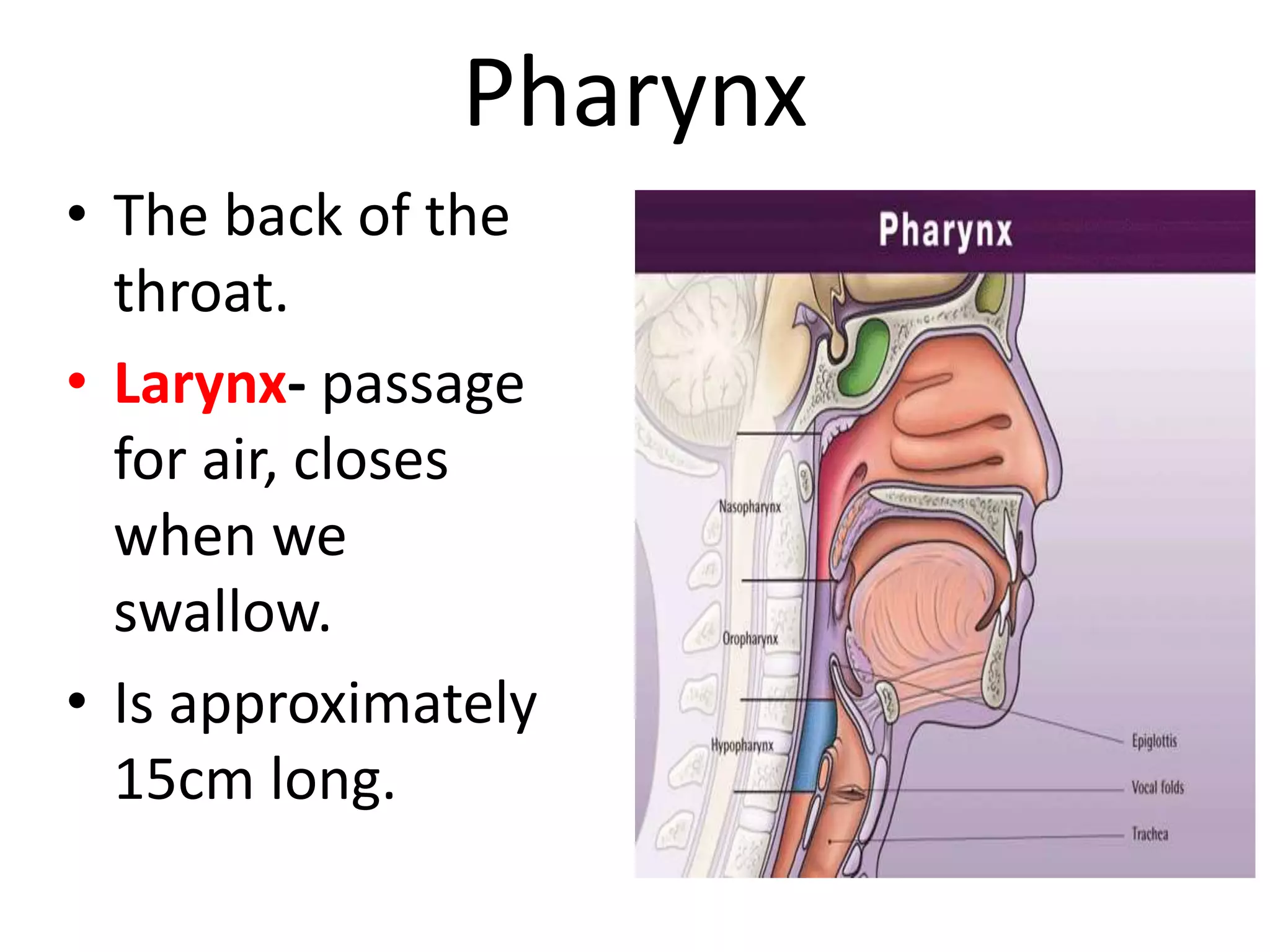Pharynx
• The back of the
throat.
• Larynx- passage
for air, closes
when we
swallow.
• Is approximately
15cm long.
 