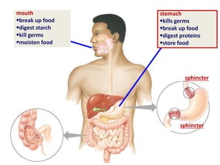 stomach
kills germs
break up food
digest proteins
store food
sphincter
sphincter
mouth
break up food
digest starch
kill germs
moisten food
 