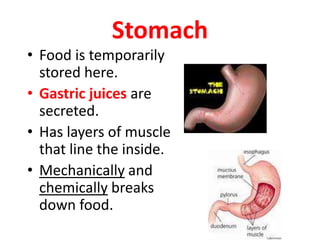Stomach
• Food is temporarily
stored here.
• Gastric juices are
secreted.
• Has layers of muscle
that line the inside.
• Mechanically and
chemically breaks
down food.
 