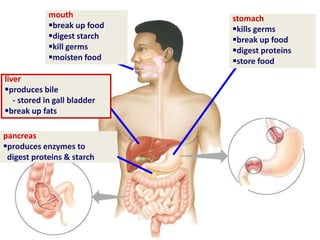 pancreas
produces enzymes to
digest proteins & starch
stomach
kills germs
break up food
digest proteins
store food
mouth
break up food
digest starch
kill germs
moisten food
liver
produces bile
- stored in gall bladder
break up fats
 
