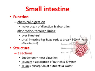 Small intestine
• Function
– chemical digestion
• major organ of digestion & absorption
– absorption through lining
• over 6 meters!
• small intestine has huge surface area = 300m2 (~size
of tennis court)
• Structure
– 3 sections
• duodenum = most digestion
• jejunum = absorption of nutrients & water
• ileum = absorption of nutrients & water
 