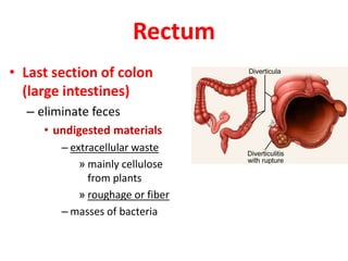 Rectum
• Last section of colon
(large intestines)
– eliminate feces
• undigested materials
– extracellular waste
» mainly cellulose
from plants
» roughage or fiber
– masses of bacteria
 