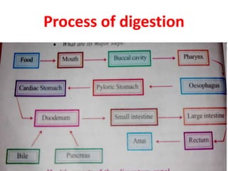 Process of digestion
 